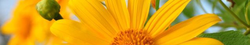 cropped-sunflower2.jpg