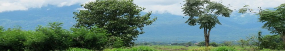 cropped-cropped-long-rice-field.jpg