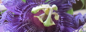 cropped-cropped-passionfruit.jpg