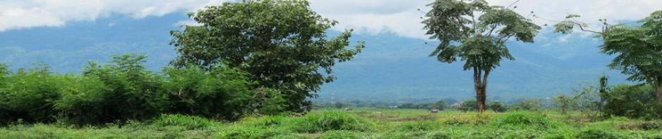 cropped-long-rice-field.jpg