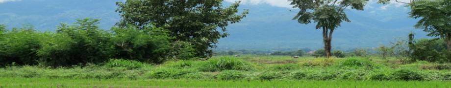 cropped-long-rice-field1.jpg