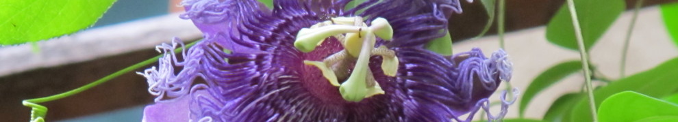 cropped-passionfruit.jpg